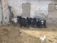 Koza, Alpine goat — zdjęcie 2