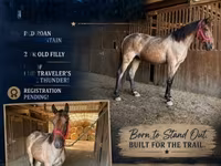 Faras dhaddig, Rocky Mountain Horse — sawirka 1