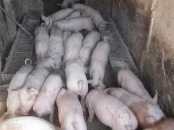 หมูป่าตัวผู้, Крупная белая
