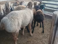 Ovan, Arashan sheep — fotografija 1