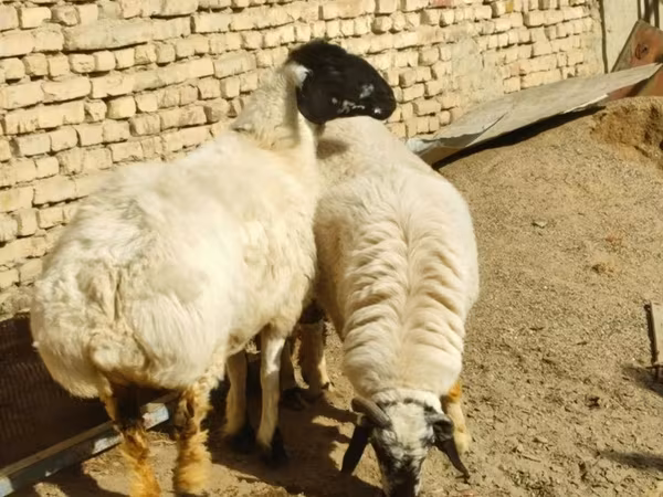 Oveja, Ovejas