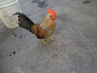 Chickens — फ़ोटो 1