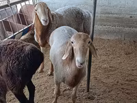 قوچ, Arashan sheep — عکس 3