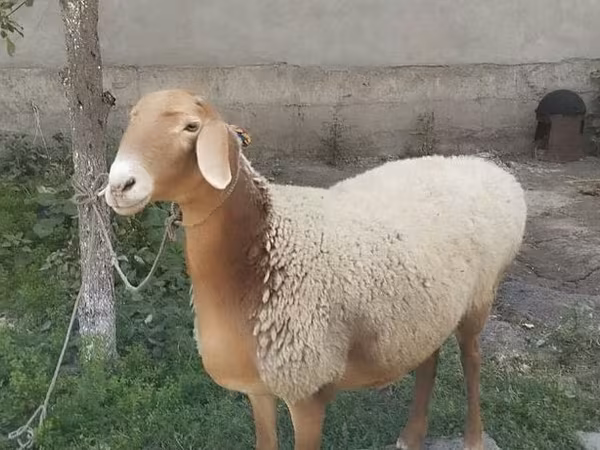 Вівця, Вівці