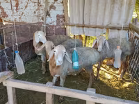 Beran, Arashan sheep — foto 7