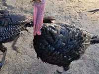 Turkeys — الصورة 6