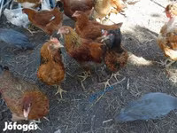 Chickens — عکس 3