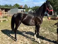 Faras dhaddig, Dutch warmblood horse — sawirka 2