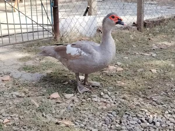 Istočna Indija