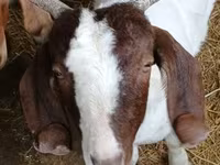 แพะตัวผู้, Boer goat — รูปภาพ 6