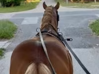 Koń, Haflinger — zdjęcie 3