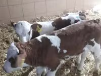 Bovini (lotto, sesso non specificato), Simmental cattle — foto 2