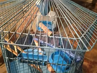 Վանդակ թռչունների համար կապույտ — Foto 2