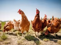 Chickens — լուսանկար 4
