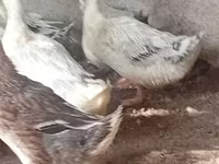 Ducks — புகைப்படம் 1