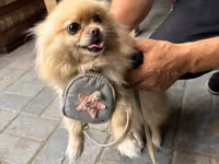 🐶 Satılır – Çox Şirin Dişi Pomeranian (Spitz) 🐶 2 yaşlı, dişi, çox — عکس 3