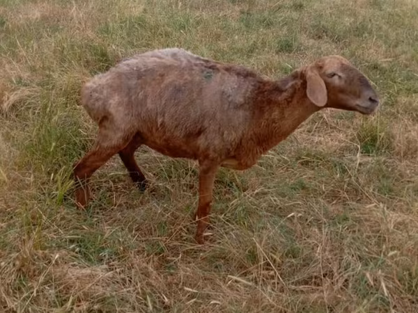 Owca, Kazakh meat-wool sheep