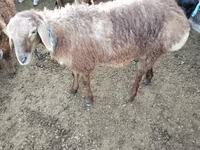 绵羊（批次，未指定性别）, Sheep — 照片 1