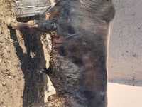 Бух, Үхэр мал — 3 зураг
