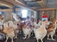 Chickens — Foto 2