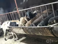 Kambing jantan, Sheep — foto 8