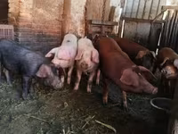 ወንድ አሣማ, Pigs — ፎቶ 1