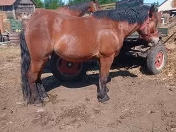 Kůň, Koně