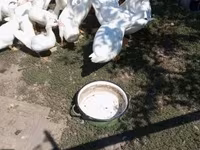 Ducks — عکس 4