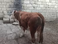 گاو ماده, Simmental cattle — عکس 5