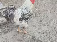 Chickens — foto 4