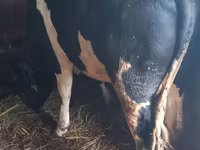 ወንድ በሬ, Holstein breed — ፎቶ 1