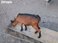 Ged, Alpine goat — foto 6