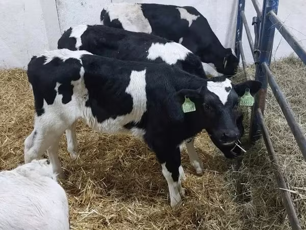 Tyre, Russian Black pied cattle