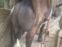 Ziegenbock, Nubian Goat — Foto 8