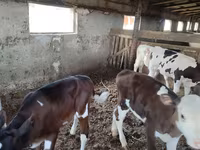 Sapi, Cattle — foto 3