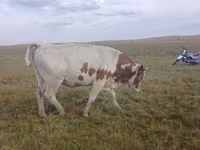 Touro, Simmental cattle — foto 4
