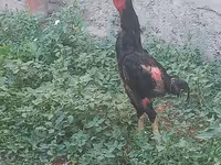 Chickens — φωτογραφία 5