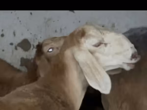 Ram, Arashan sheep — Kyrgyzstan