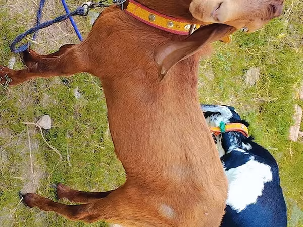 Billy Goat, Goats — Pakistan