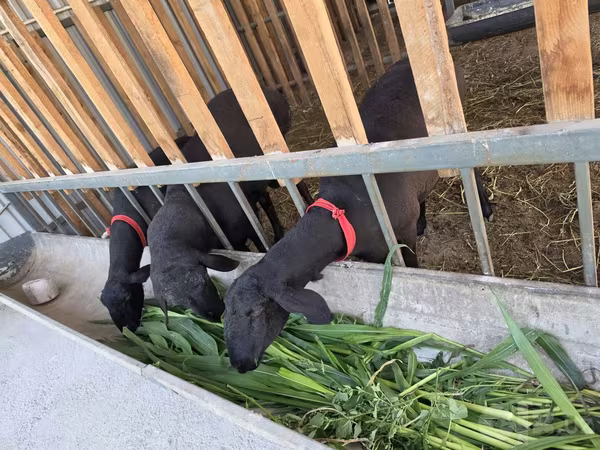 Kambing jantan, Hissar sheep