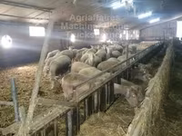 Вівця, Ile-de-France sheep — фото 2