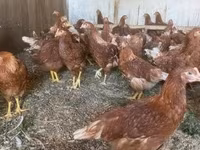 Chickens — zdjęcie 2