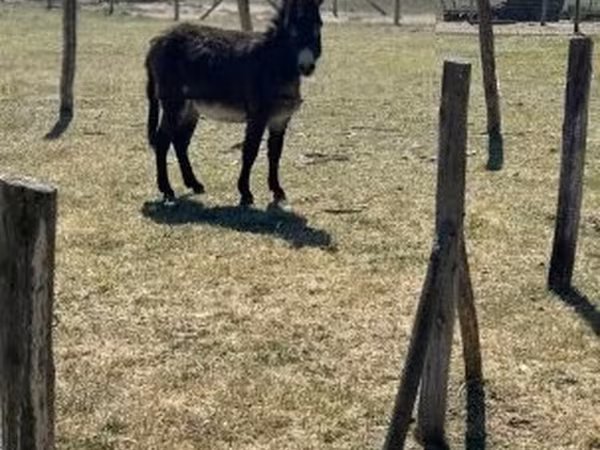 雄馬, Kerry Bog Pony