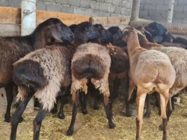 قوچ, گوسفند