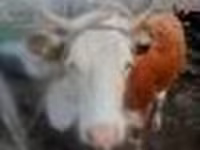 Kuh, Simmental cattle — Foto 4