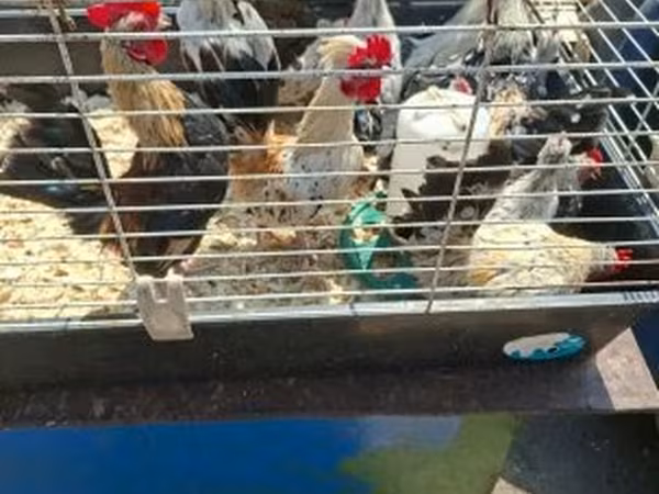 Holenderski bantam