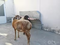 양(암수 미지정, 묶음), 양 — 사진 5
