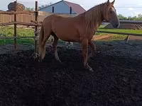 اسب نر, Kushum Horse — عکس 1