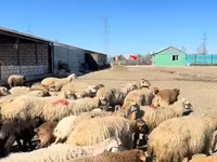 Wad, Sheep — sawirka 8