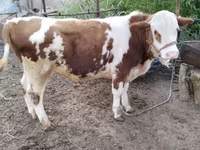 سانڈ, Simmental cattle — تصویر 1